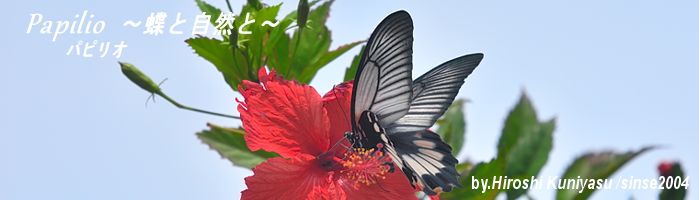 蝶の解説と写真－Papilio～蝶と自然と～